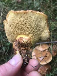 Suillus caerulescens image