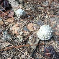 Amanita canescens image