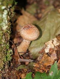 Armillaria solidipes image