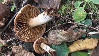 Cortinarius distans image