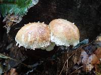 Hemipholiota populnea image