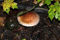 Cortinarius atkinsonianus image