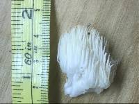 Hericium americanum image