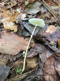 Leucocoprinus fragilissimus image