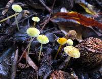 Mycena crocea image