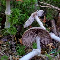 Psathyrella longistriata image