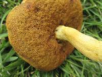 Boletus gertrudiae image