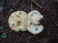 Lactarius scrobiculatus var. canadensis image