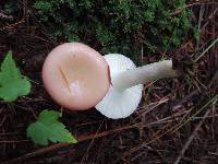 Russula aquosa image