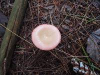 Russula aquosa image