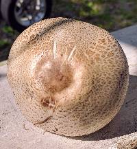 Agaricus kriegeri image