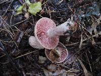 Lactarius subpurpureus image