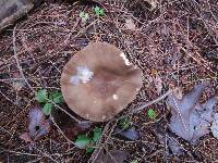 Lactarius lignyotus image