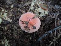 Russula silvicola image