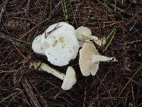 Clitocybe hygrophoroides image