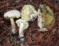 Boletus pallidus image