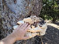 Perenniporia fraxinea image