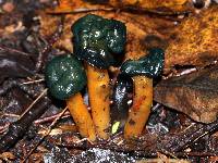 Leotia viscosa image