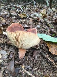 Lactifluus corrugis image