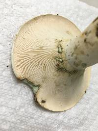 Lactifluus glaucescens image