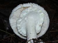 Amanita abrupta image