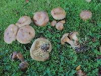Paxillus involutus image