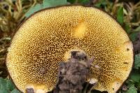 Boletinellus merulioides image