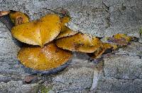 Pholiota limonella image