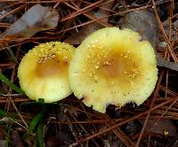 Amanita flavorubens image