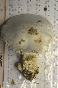 Amanita hygroscopica image