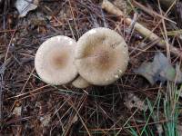 Ampulloclitocybe clavipes image