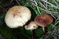 Pholiota angustipes image