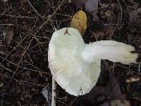 Russula paludosa image