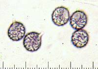 Lactifluus hygrophoroides image