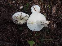 Russula perlactea image