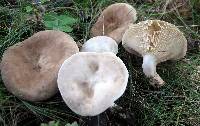 Lactarius subvernalis image