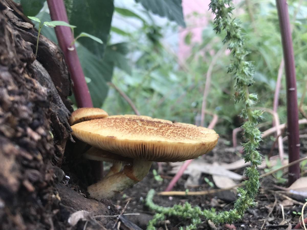 Gymnopilus cyanopalmicola image