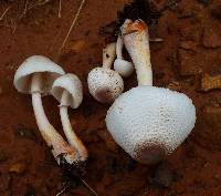 Leucoagaricus americanus image