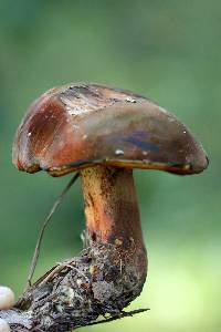 Boletus rufocinnamomeus image