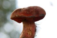 Boletus rufocinnamomeus image