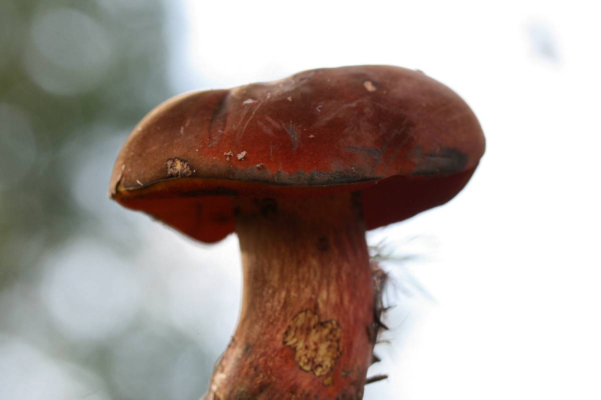 Boletus rufocinnamomeus image