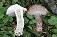 Tylopilus violatinctus image