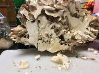 Grifola frondosa image