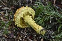 Pholiota flammans image