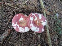 Russula vinosa image