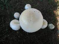 Agaricus arvensis image