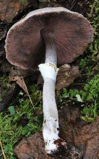 Agaricus vinosobrunneofumidus image