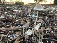 Psathyrella corrugis image