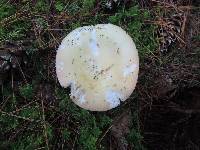 Russula seperina var. luteovirens image