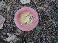 Russula vinosa image